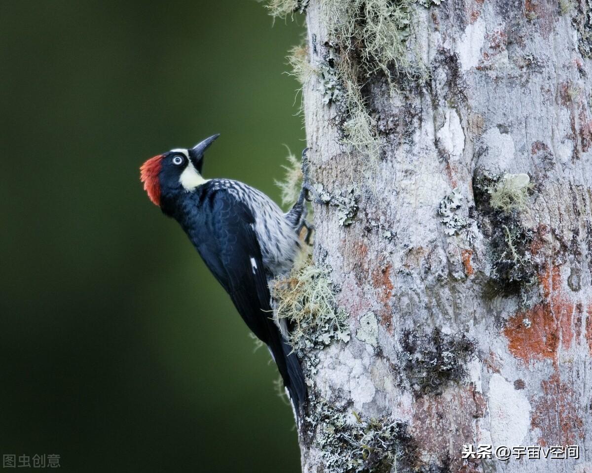 ST吉恩最新公告,一起探索自然美景的治愈之旅