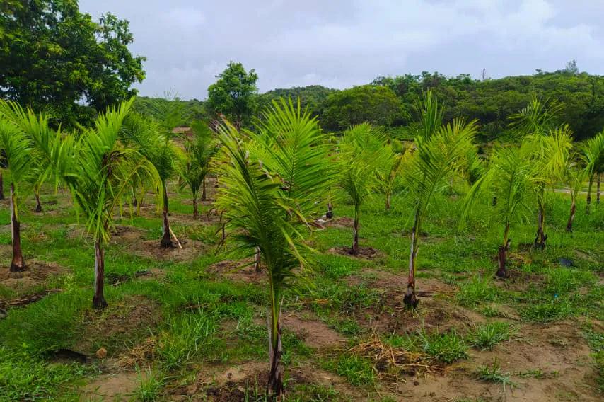 WWE2024最新视频,小巷深处的隐藏瑰宝,探索未知的摔跤魅力