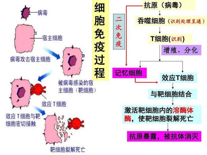 细胞免疫最新动态