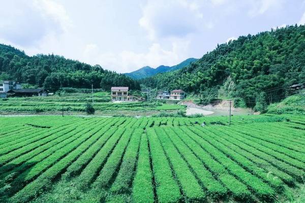 茶园新区悦地最新资讯，巷弄深处的独特风味