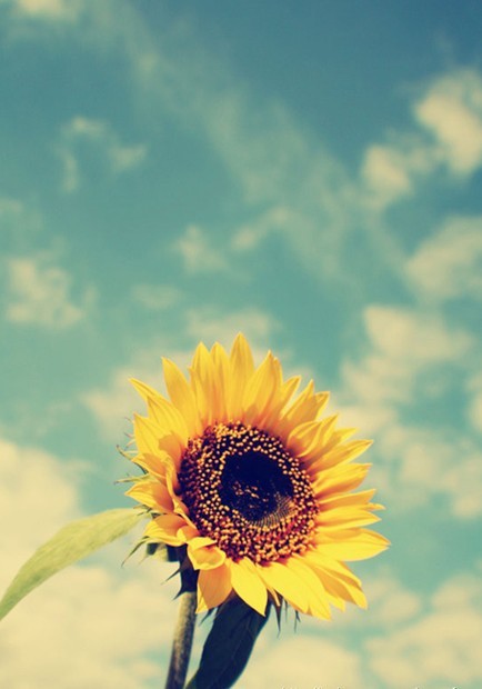 韩国电影向日葵的深刻印记