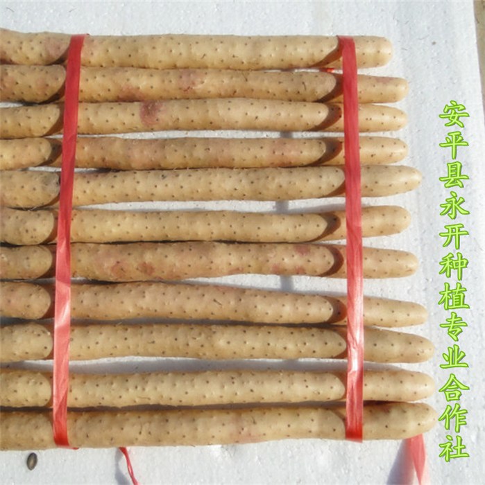 白山药近期行情分析