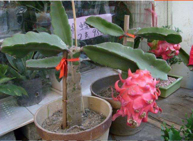 台湾新上市火龙果品种,探索热带风味的独特之旅