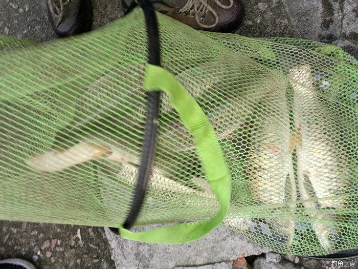 夏季老鬼鱼饵全新配方,深入分析与观点阐述