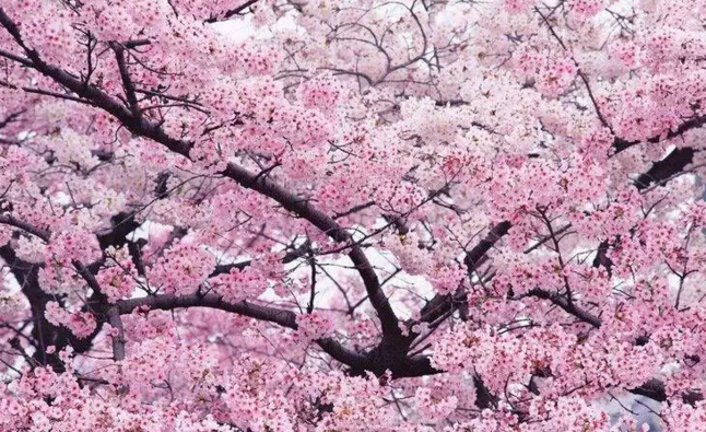 花清晨最新佳作,小巷深处的独特风味