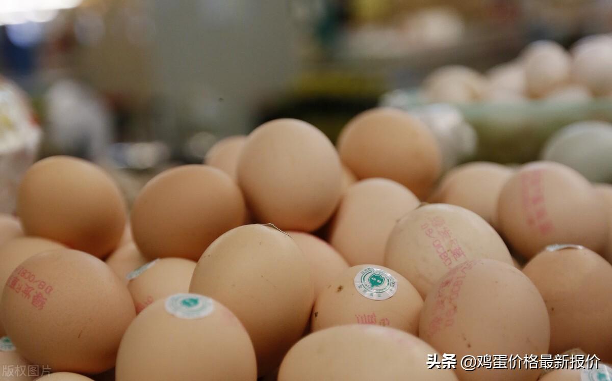 河南鸡蛋价格最新行情分析