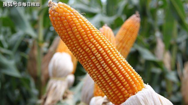今年玉米的价格行情,变化中的机遇与自我超越的旅程