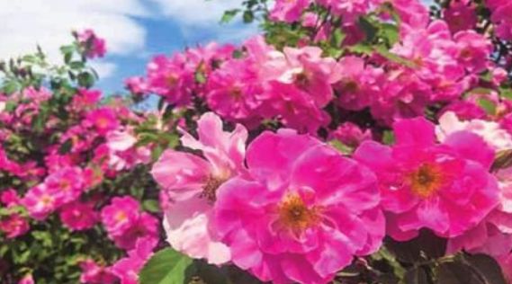 新疆红花市场价格——科技重塑传统,红花绽放新价值