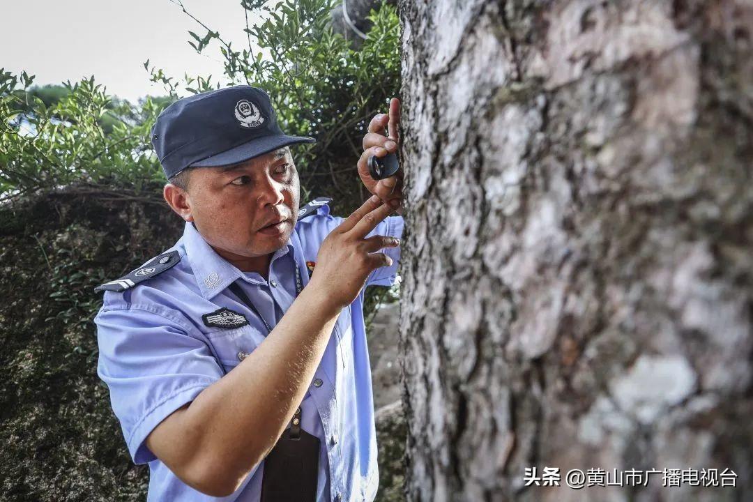 迎客松价格,一棵松,万千精神,无限可能