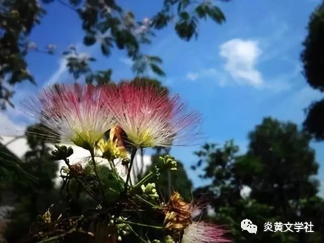 一棵合欢树的故事,18公分的友情与家的温暖