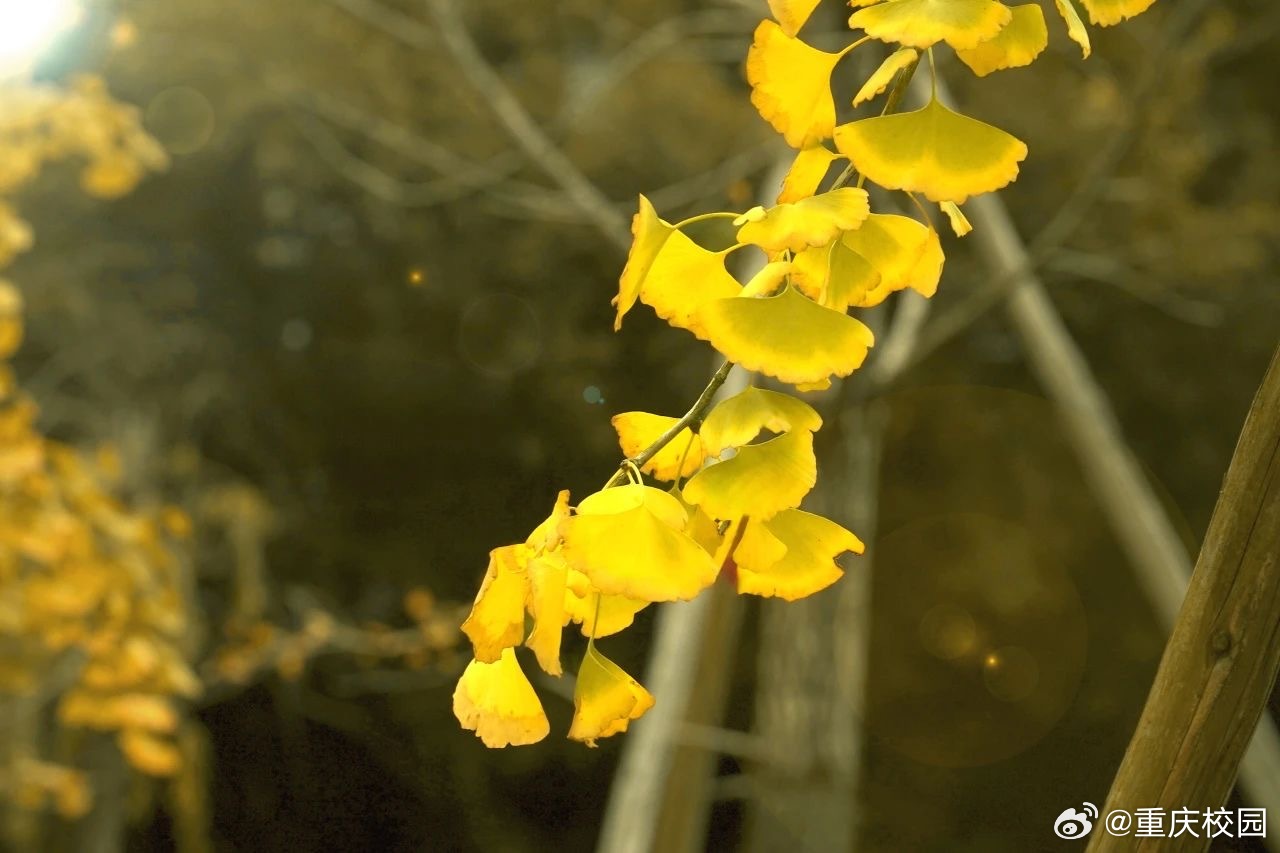 最新黄资料,阳光下的金黄时光