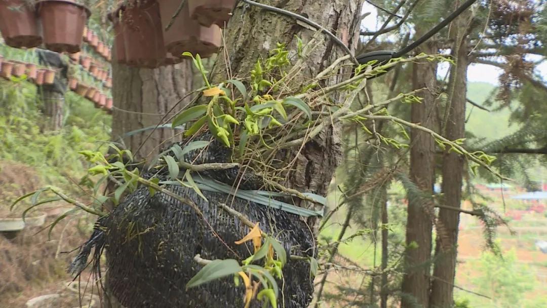 最新致富神器,与自然美景共舞,寻找内心的平和与财富