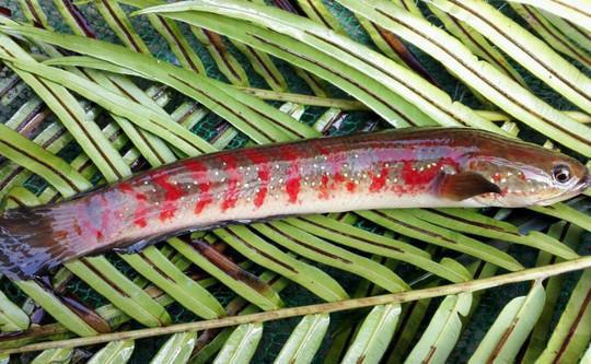 水产价格行情最新价格深度解析