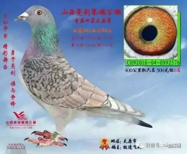 中卫赛鸽公棚最新公告,观点阐述与分析