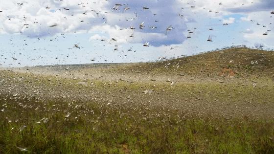 蝗虫动态报道