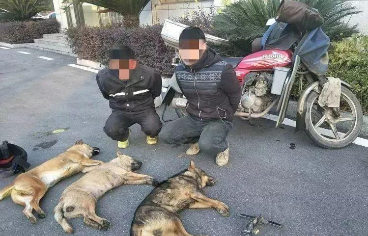 偷狗新动态,一场变化带来的励志之旅