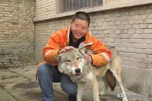偷狗新动态,一场变化带来的励志之旅