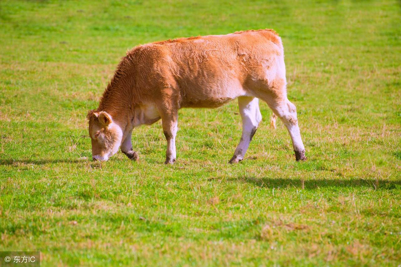 河南肉牛价格行情,一场与自然美景的旅行邂逅,寻找内心的平静