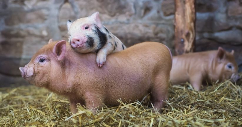 猪最新病情与农场上的温情故事