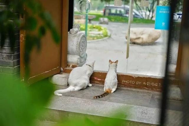 超级最新领养,小巷中的特色小店探秘