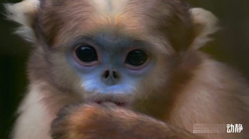 动物最新地,人类与自然的和谐共生之道