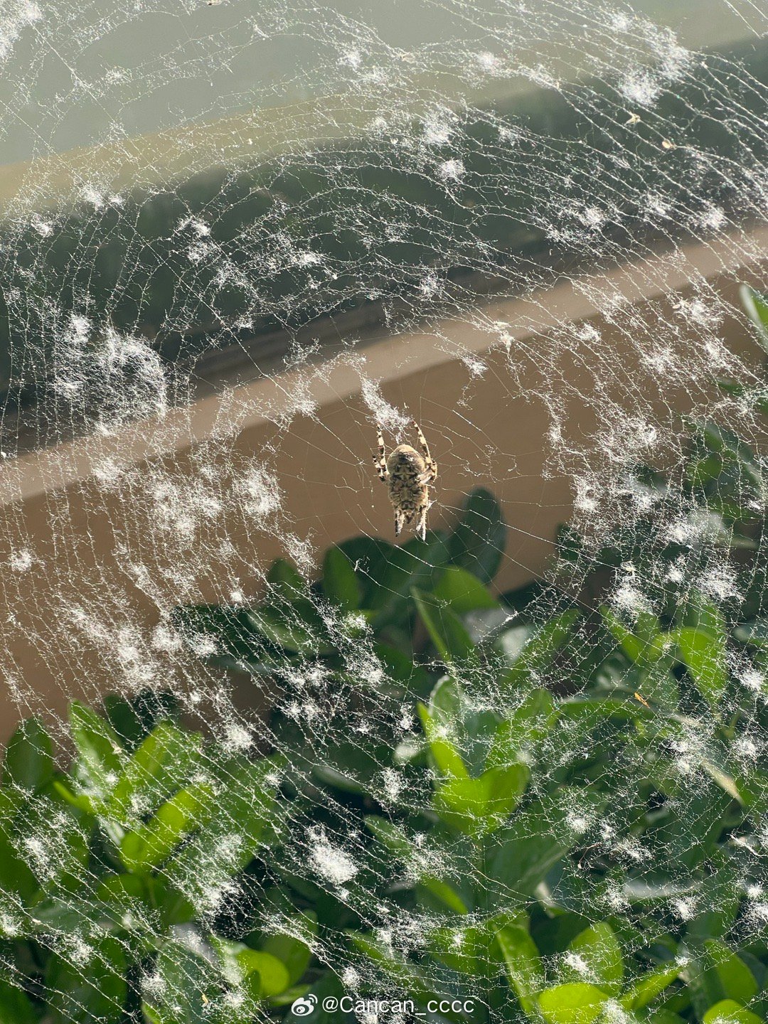 最新网子的奇妙日常