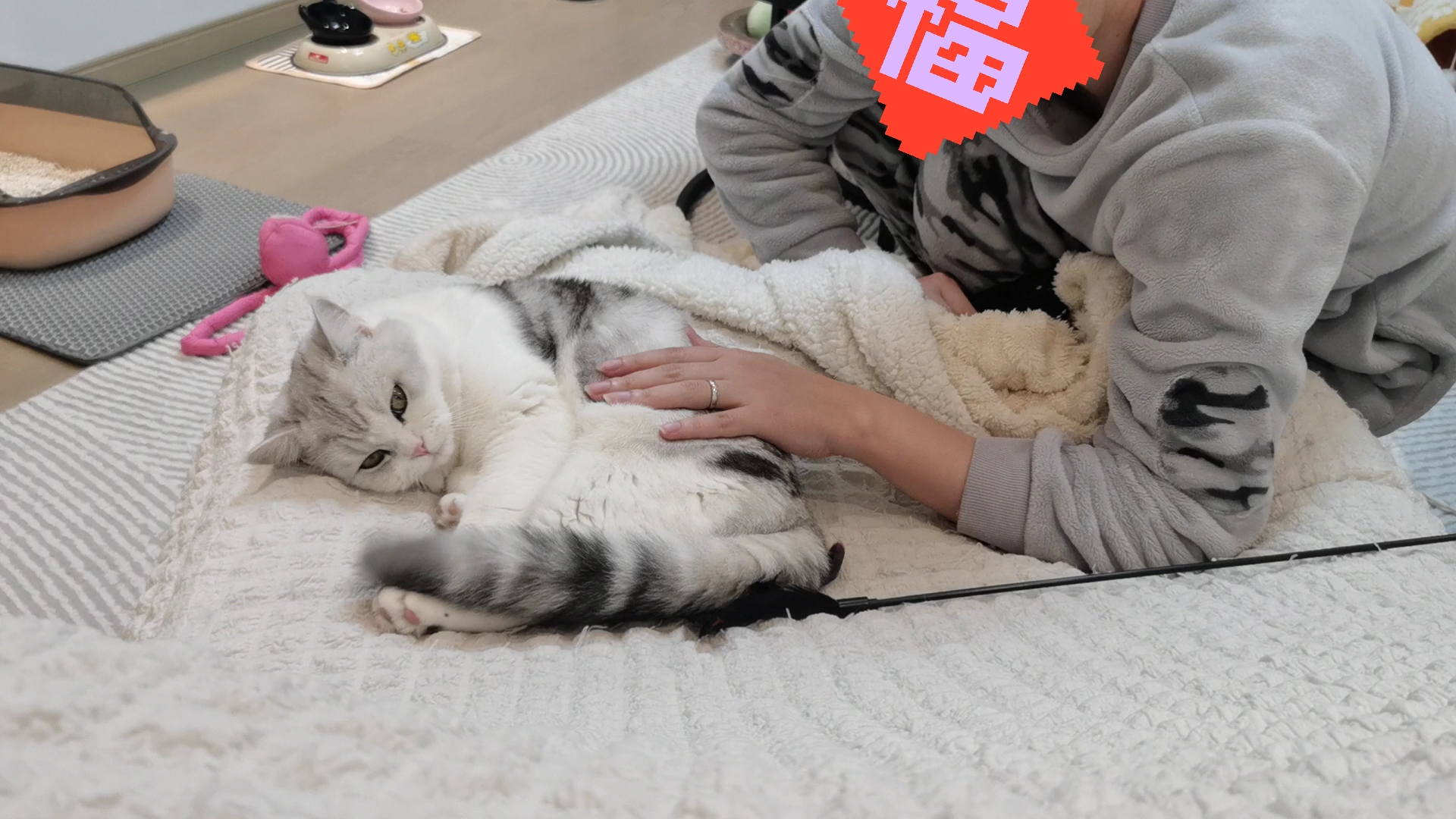 绿茶猫最新,温馨的日常趣事