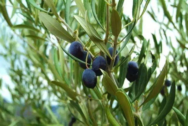 🔥惠来肺炎最新动态🔥