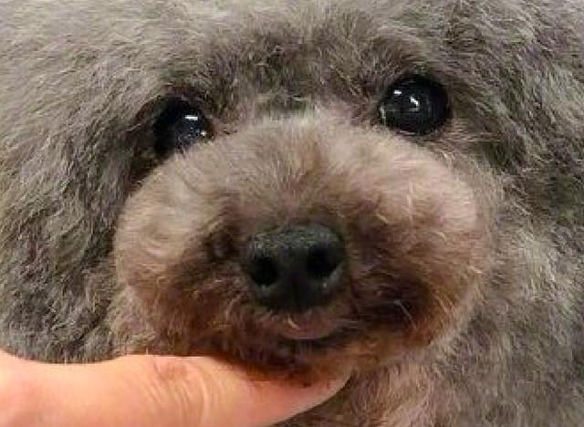 病情统计最新,小明的奇妙健康之旅