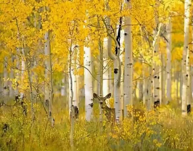 最新微语,踏遍山河,寻找内心的桃花源