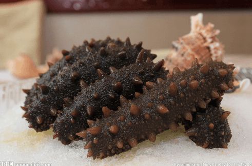 最新海参,海洋的馈赠与时代地位