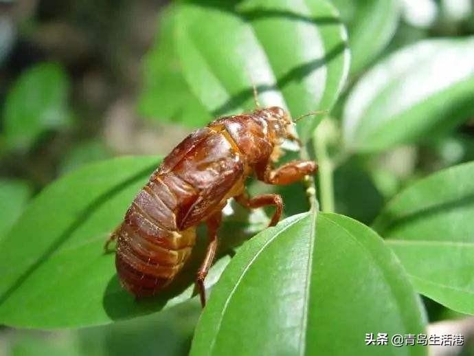 捕蝉最新,蝉的季节与捕捉技巧探讨