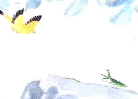 捕蝉最新,蝉的季节与捕捉技巧探讨