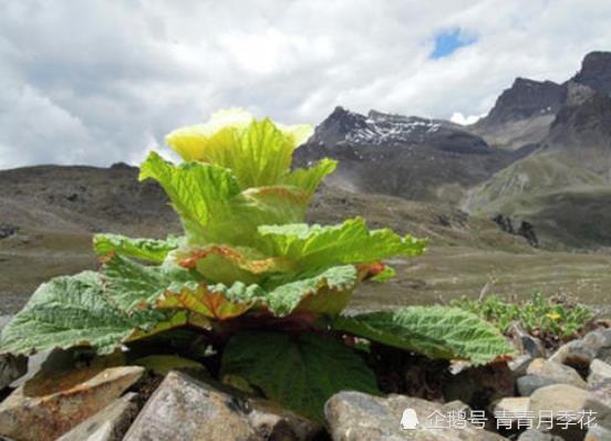 丽江最新肺炎?不,我们要探索的是自然美景与内心的平静之旅!