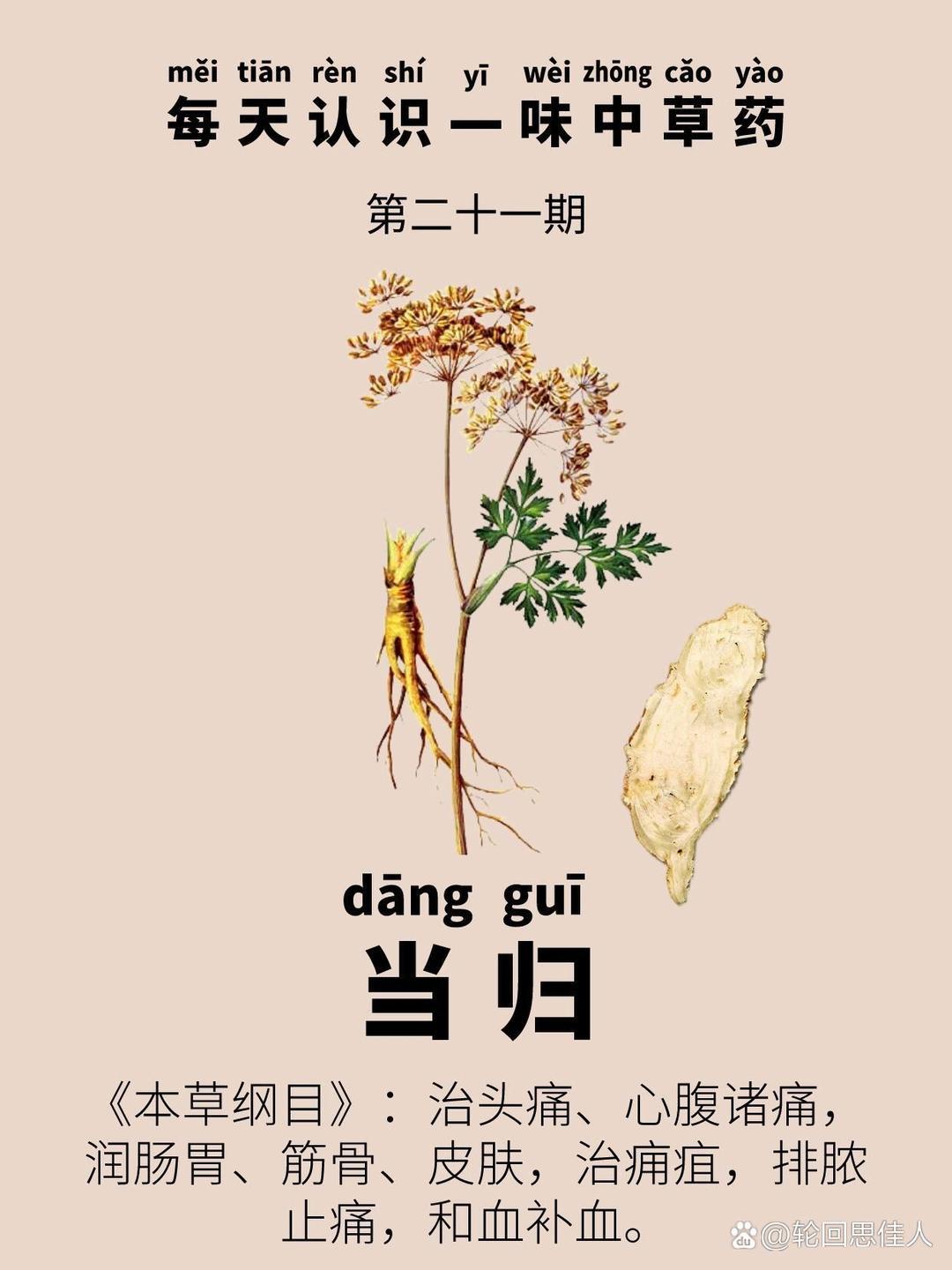 最新当归价,一场寻找内心平静的旅行