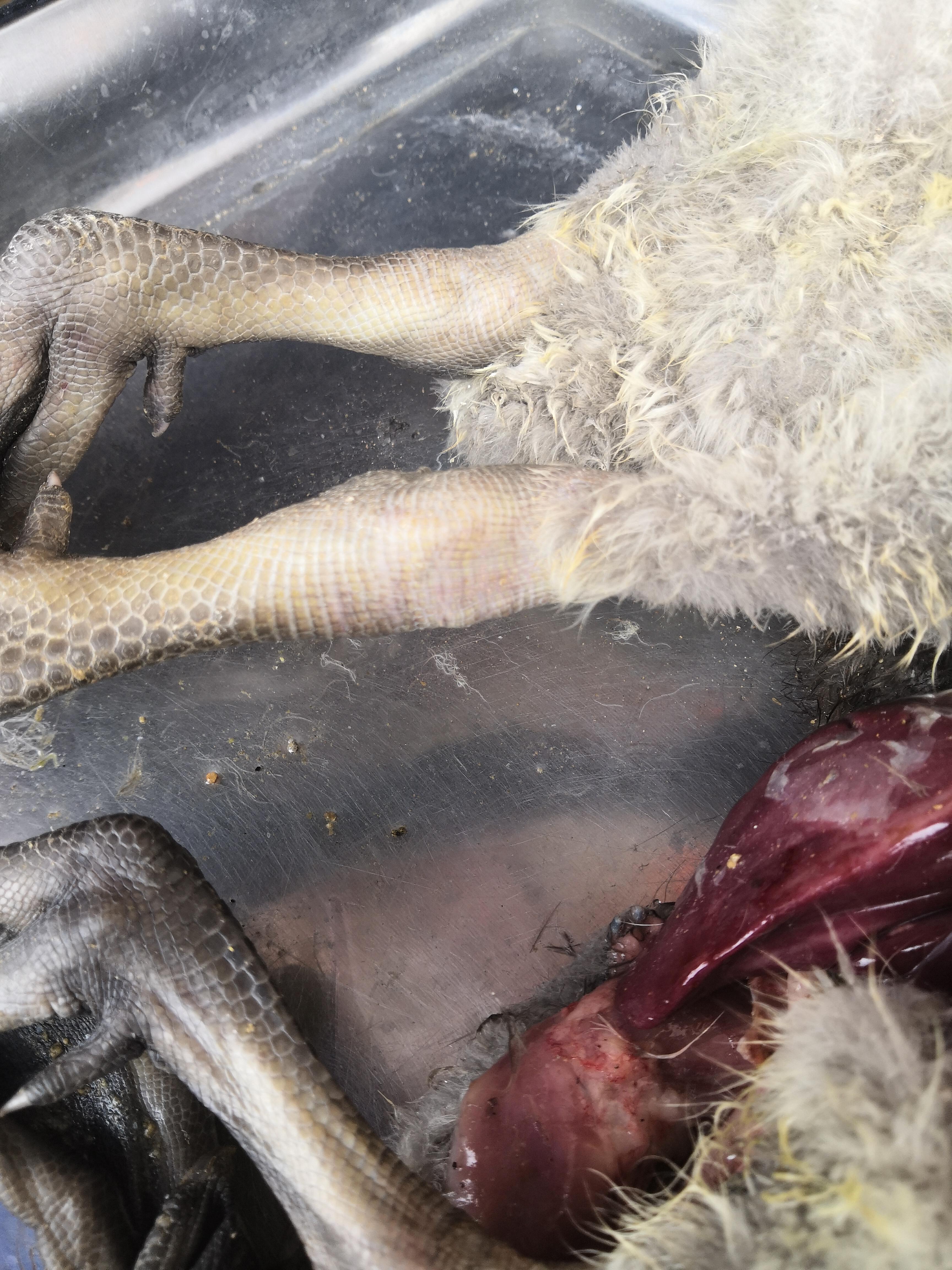 最新境外病例,小明的奇妙旅程与跨国友情