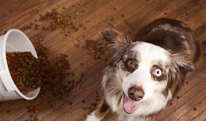 疫情最新狗,认识、理解与应对