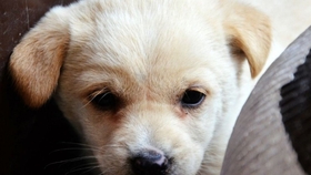 疫情最新狗,认识、理解与应对