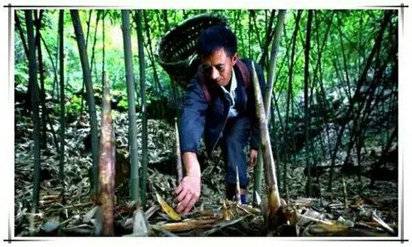 最新挖毛笋🌱,竹笋大发现!🎉