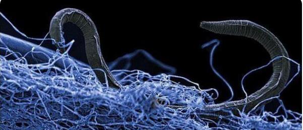 最新卢因基因,小巷深处的基因奥秘与独特风味