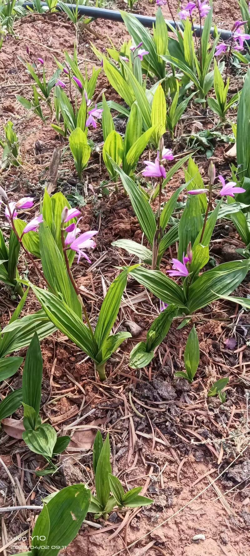 最新白芨贴吧