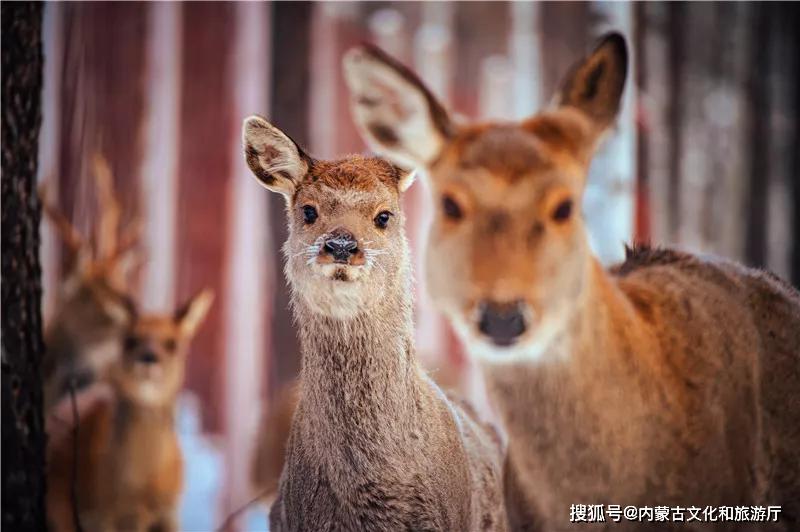 澳门一码一肖一待一中四不像 - NBR9.10.53美学版精致设计方案