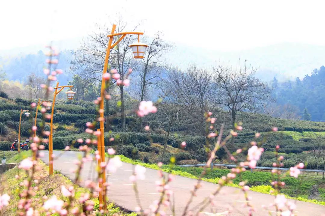 乡野春风最新章节，乡村生活的诗意与远方