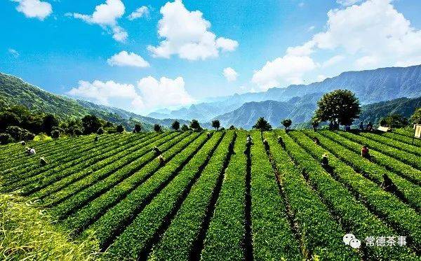 茶坛最新网址,启程,探索自然美景,寻找内心的平和之地