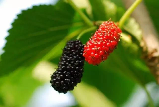 🍀桑葚几月份上市?吃货们快来了解桑葚的季节🍃